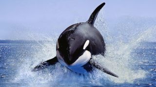 an orca facing the camera as it leaps from the water with water splashing against a blue sky
